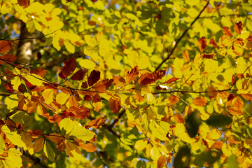 autumn landscape yellow and orange tree leaves backdrop background. Beautiful nature landscape.