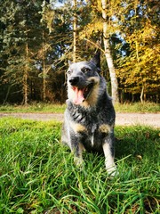 australian cattle dog is playing on a meadow in autumn