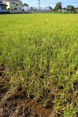 稲穂が付き始めた穭田風景