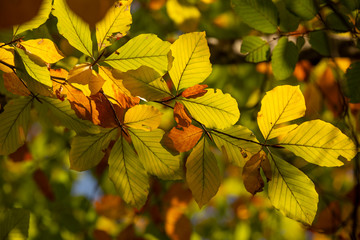 autumn landscape yellow and orange tree leaves backdrop background. Beautiful nature landscape.