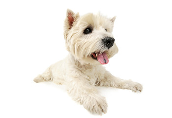 Studio shot of an adorable West Highland White Terrier lying and looking curiously