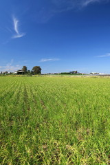 稲穂が付き始めた穭田風景