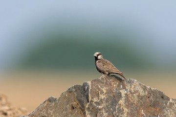 Ashy Crowned Sparrow Lark seen at Solapur,Maharashtra,India
