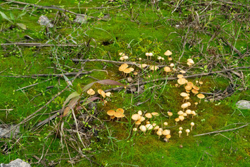 mushrooms in a circle of witches and moss