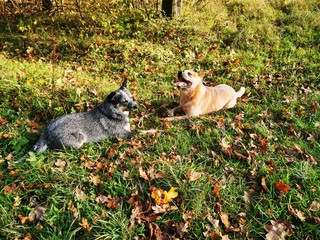 australian cattle dog is playing on a meadow in autumn