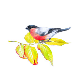 Yellow fallen leaves and bullfinch, for decoration of an autumn background, banner, color pencil drawing