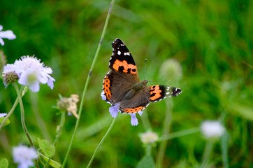 butterfly on flower
