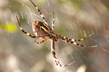 Araignée 2