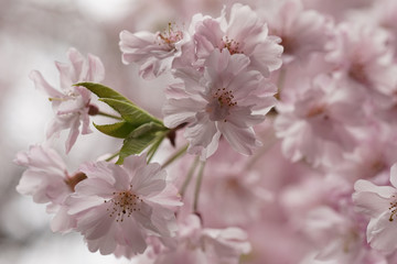 Fototapeta na wymiar 妙心寺退蔵院の枝垂れ桜
