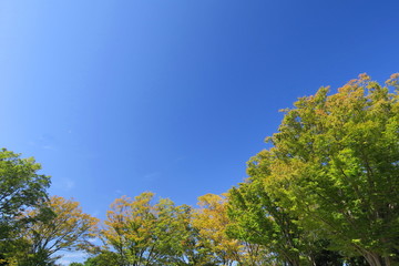 秋の公園の欅と青空