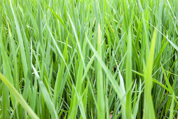 Jasmine rice in rice fields, The green leaves of paddy rice in fileds.