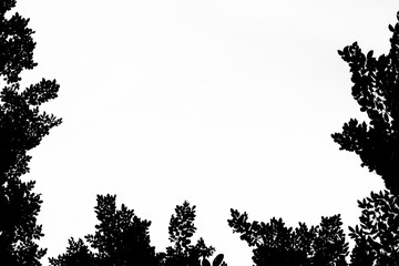 tree branches and leaves on sky background.