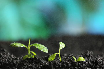 Fresh seedlings in fertile soil under rain, space for text