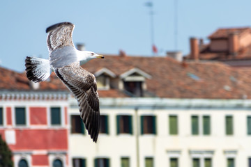 city seagull is in Venice