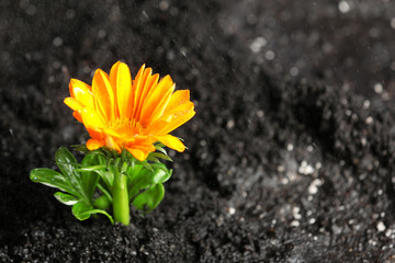 Fresh flower in fertile soil under rain, space for text