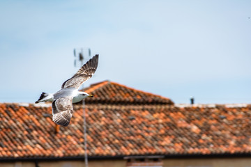 city seagull is in Venice