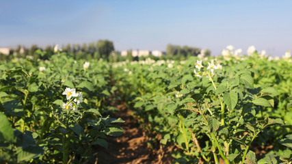 Fototapeta na wymiar Beautiful field with blooming potato bushes on sunny day