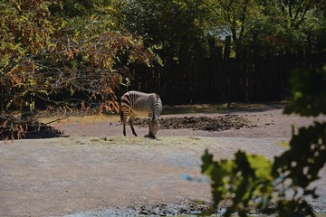 A zebra from the earth eats straw ...