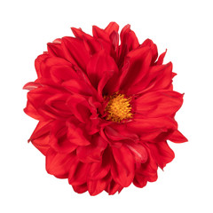 Red dahlia flower on a white background. Side view