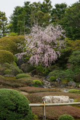妙心寺退蔵院の桜の風景