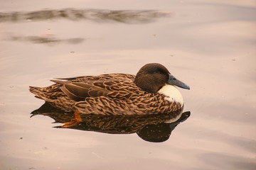 Sweet dream of a duck of a mallard...