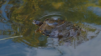 Turtle in a pond...