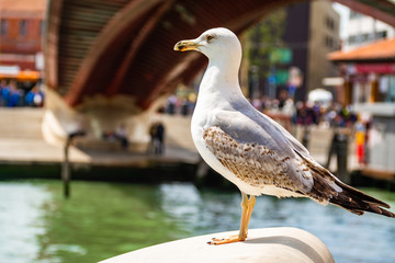 city seagull is in Venice