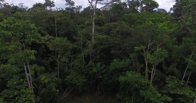 Farmland with Burned Dead Trees, Green Grass, and Thin Cows in Pando, Bolivia
