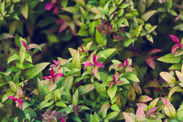 Bright natural background of green and purple leaves of spirea shrub. Lush multi-colored foliage of an ornamental shrub in autumn coloring