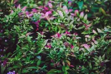 Green and purple leaves bright natural background of spirea shrub. Lush multi-colored foliage of an ornamental shrub in autumn coloring © Inna