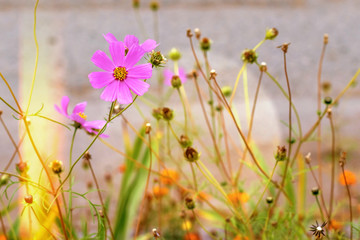 Beautiful garden cosmos flower closeup on blurry floral background with reflected sun glare effect