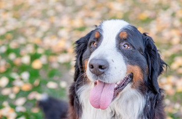 Portrait of a Berner Sennenhund dog in autumn park