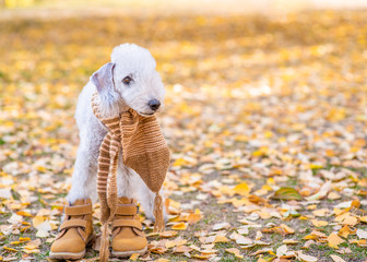 Bedlington terrier dog sitting in a warm scarf and boots in autumn park. Empty space for text