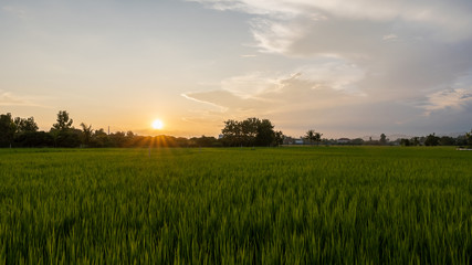 Beautiful rice fields and skies and the dazzling sun of Thailand