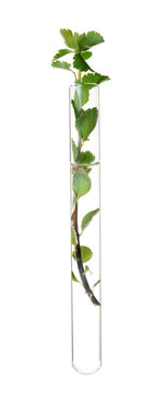 Green Plant In Test Tube On White Background