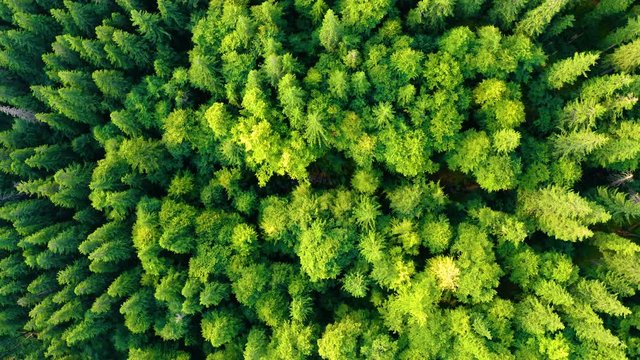 Aerial top down view of Green forest. Beautiful Nature Background. Flying above Pine tree tops