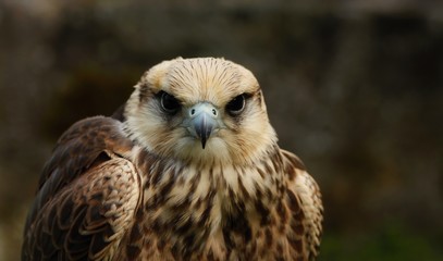 Details and portraits of birds of prey in nature or intended to hunt