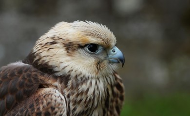 Details and portraits of birds of prey in nature or intended to hunt