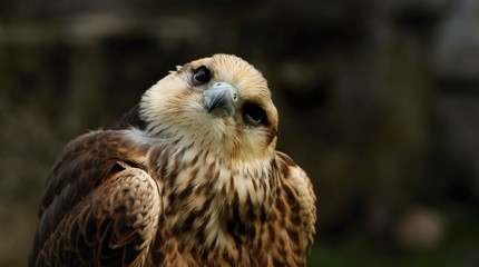 Details and portraits of birds of prey in nature or intended to hunt