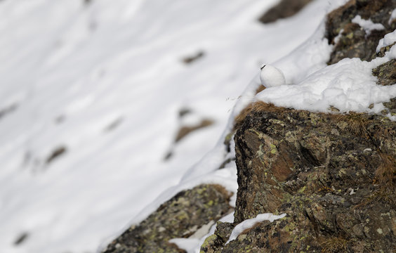 Alpenschneehuhn