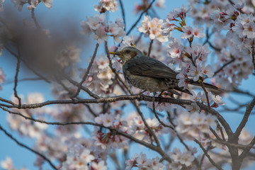 sakura,bird