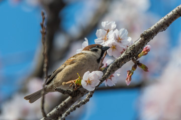 sakura,bird