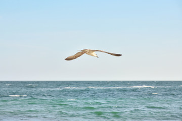 Seagull flying on the sky. Silhouette of elegant sea gull. A seagull soaring above the sea surface. Bird flying on blue sky background. 