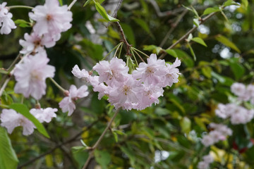 退蔵院の枝垂れ桜