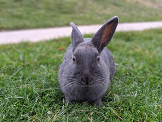 Grey Rabbit