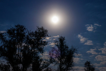 Night scene with full moon and trees