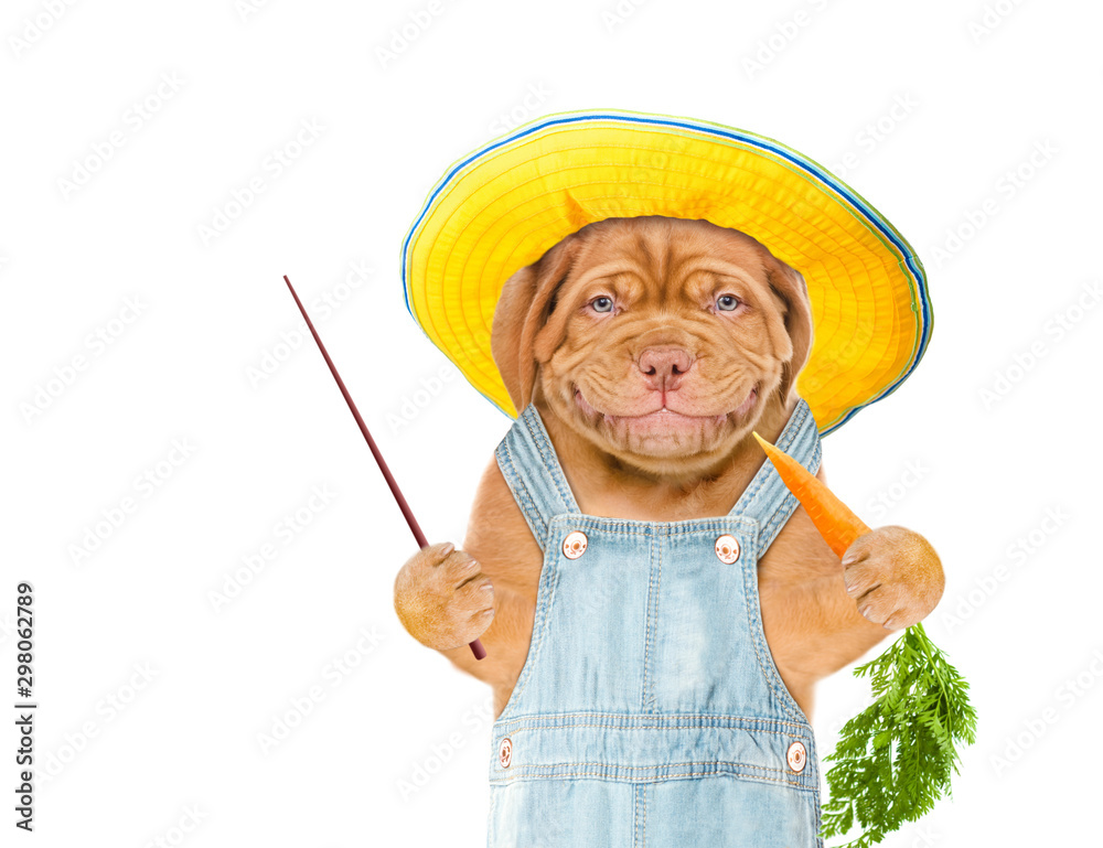 Poster Smiling puppy farmer with summer hat eats carrot and points away on empty space. isolated on white background