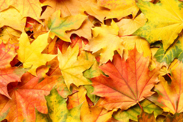 Colorful autumn leaves as background, top view