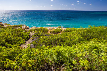 Sea coast with turquoise water and plants in the foreground.