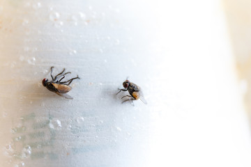 White paper with glue for homemade fly trap.